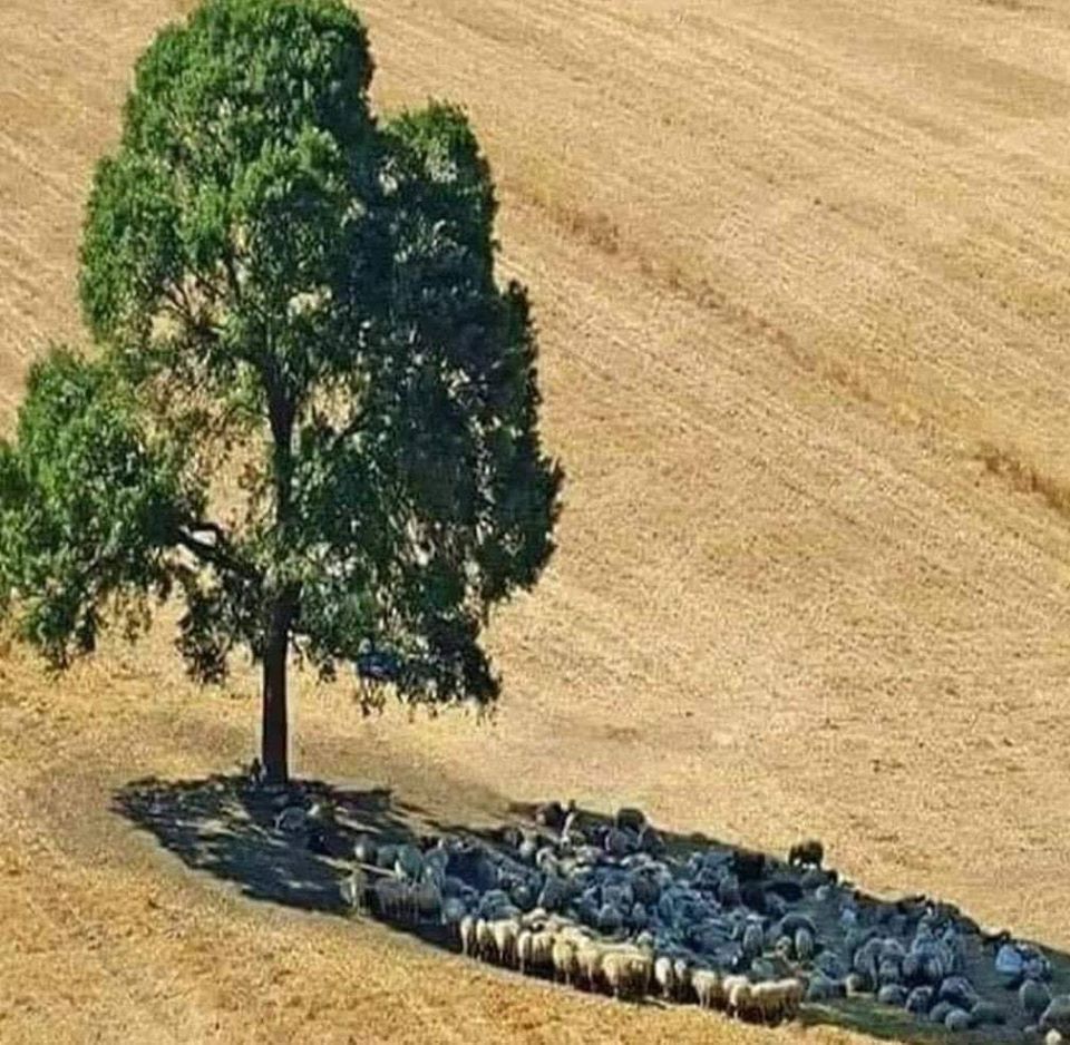 shadow